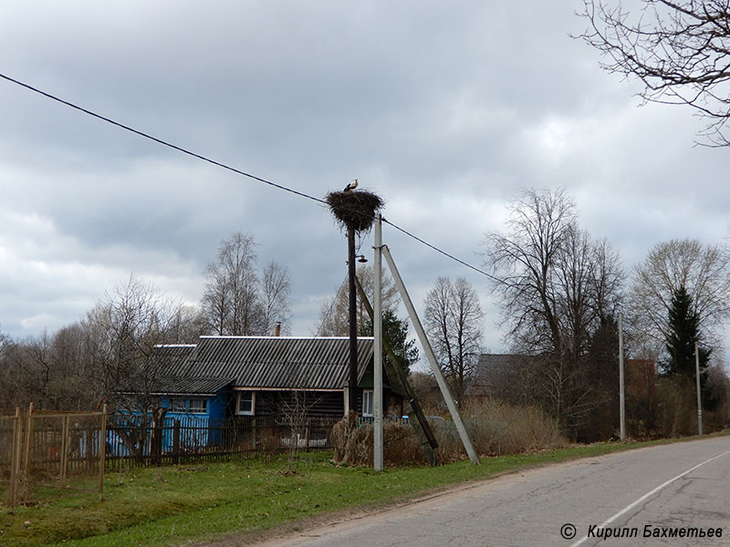 Гнездо аистов